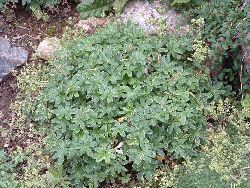 Alchemilla alpina Alpi kortsleht